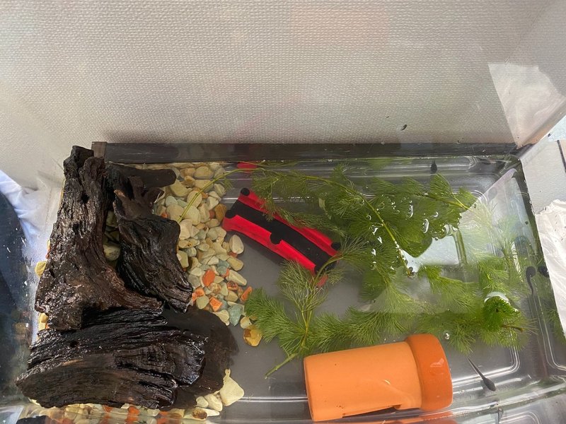 オタマジャクシ飼育6日目 3 25 サトウショウヘイ Note