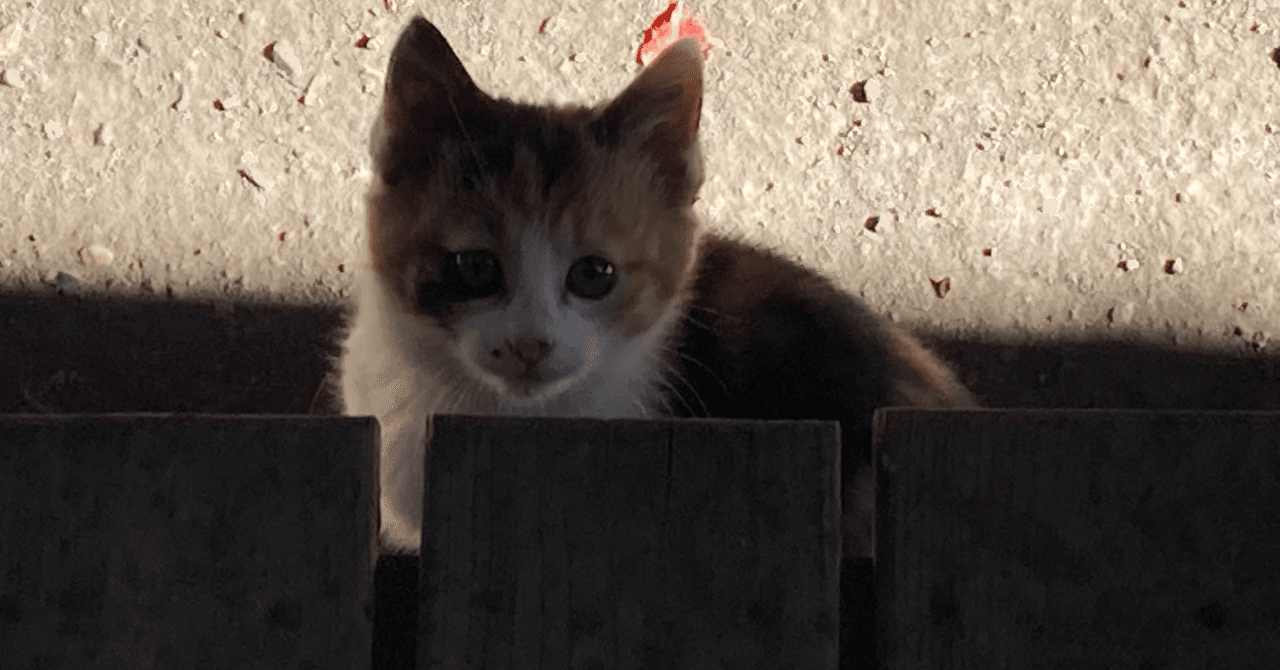 荒れ地のねこ 荒川区】南千住を家の庭のように闊歩する猫。その正体は