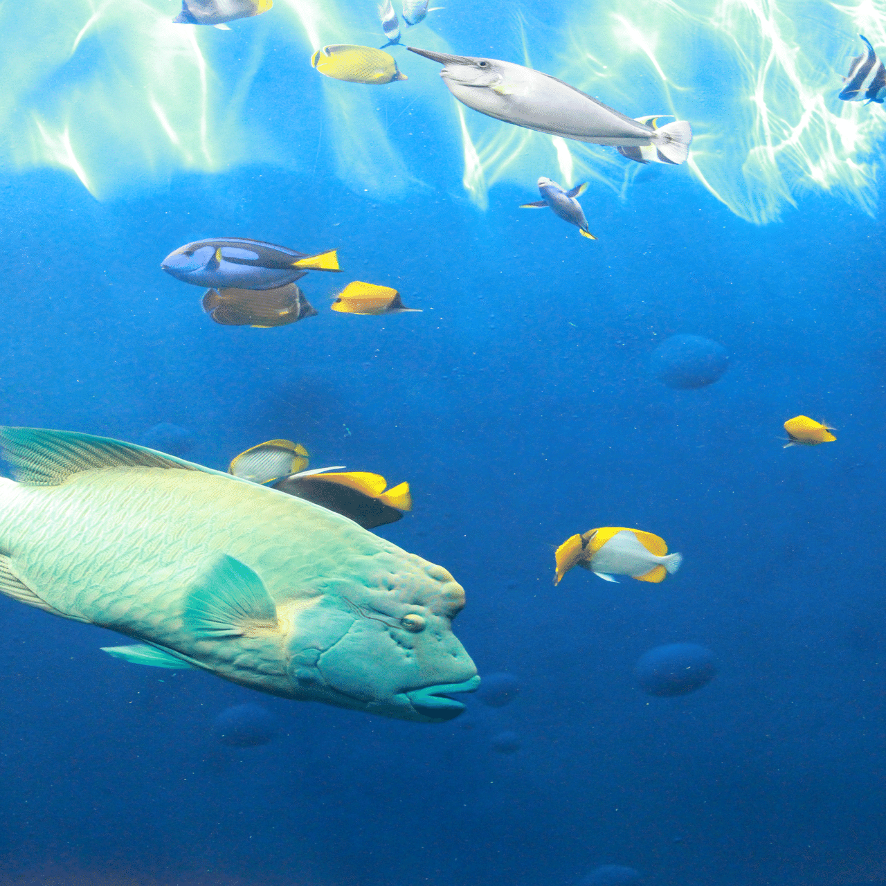 ❤️高品質のレアな深海島アクアマリン❤️ 激レア深海生物！！！！！ オオメンダコの展示が始まりました✨ 深海の