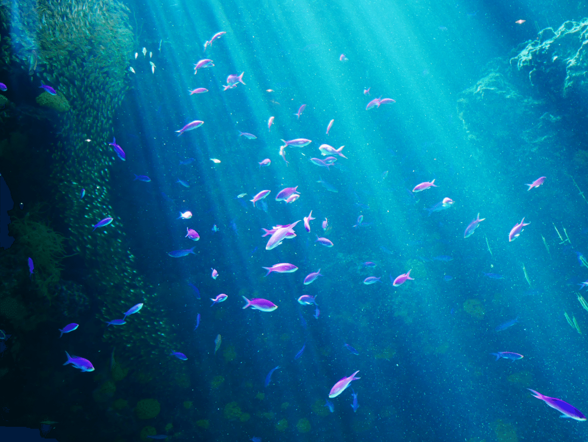 すいぞっかん回遊日記🫧【#14 アクアマリン ふくしま】｜きょん