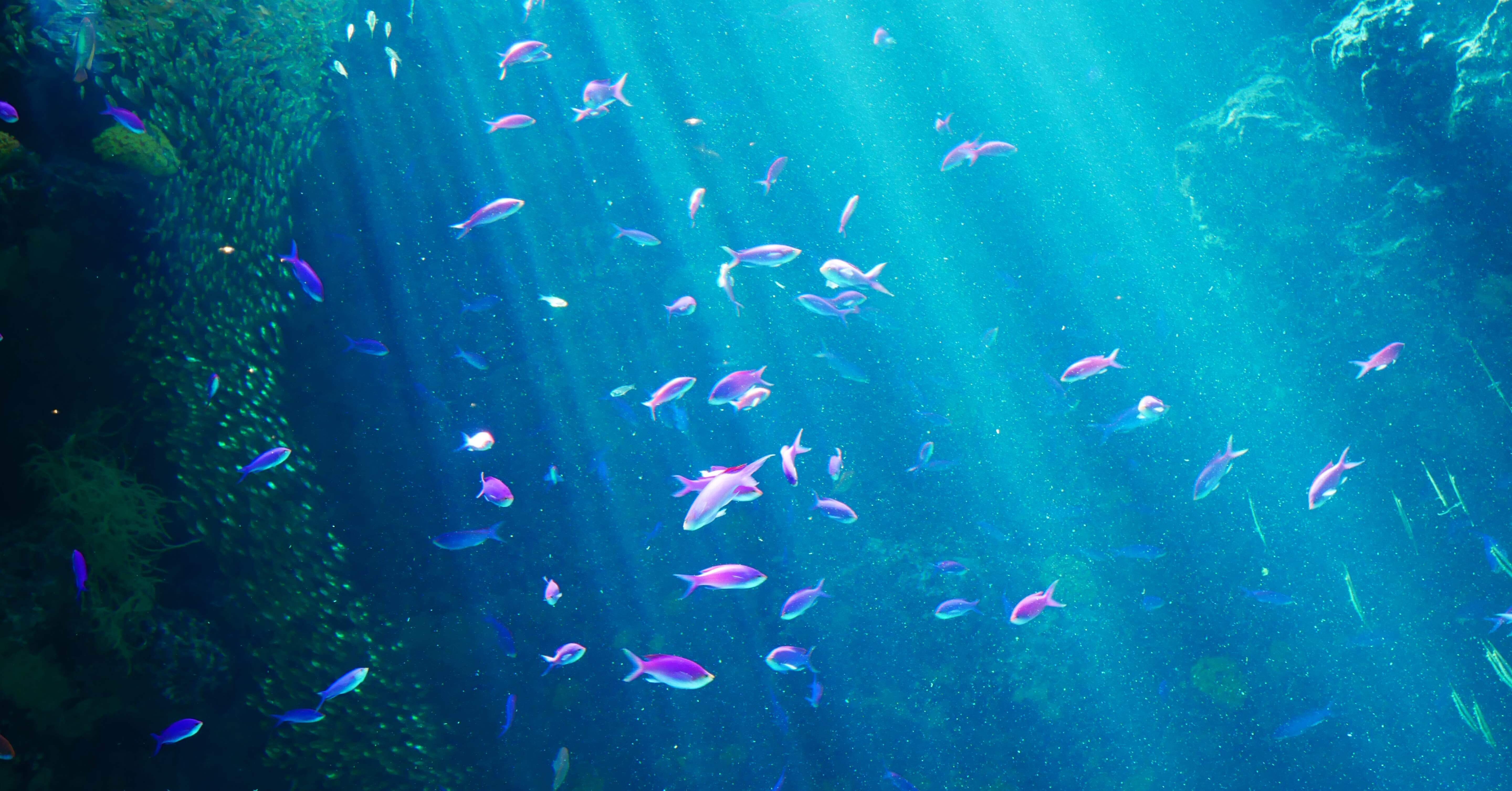 すいぞっかん回遊日記🫧【#14 アクアマリン ふくしま】｜きょん