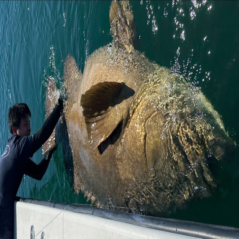巨大魚 巨大怪魚釣ったど～！日本では希少な画像・映像を見逃すな！｜釣り