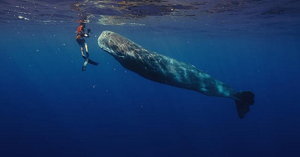 クジラの彼 クジラの彼 | 有川 浩 |本 | 通販 | Amazon