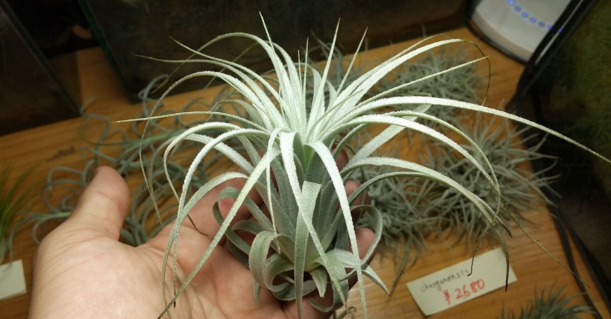 チランジア入荷リスト9/9｜NatureGarden🌿神田