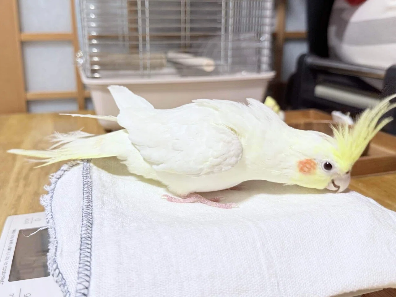 鳥と暮らす🦜インコ初心者がまず最初に欲しくなったもの！6選｜mari