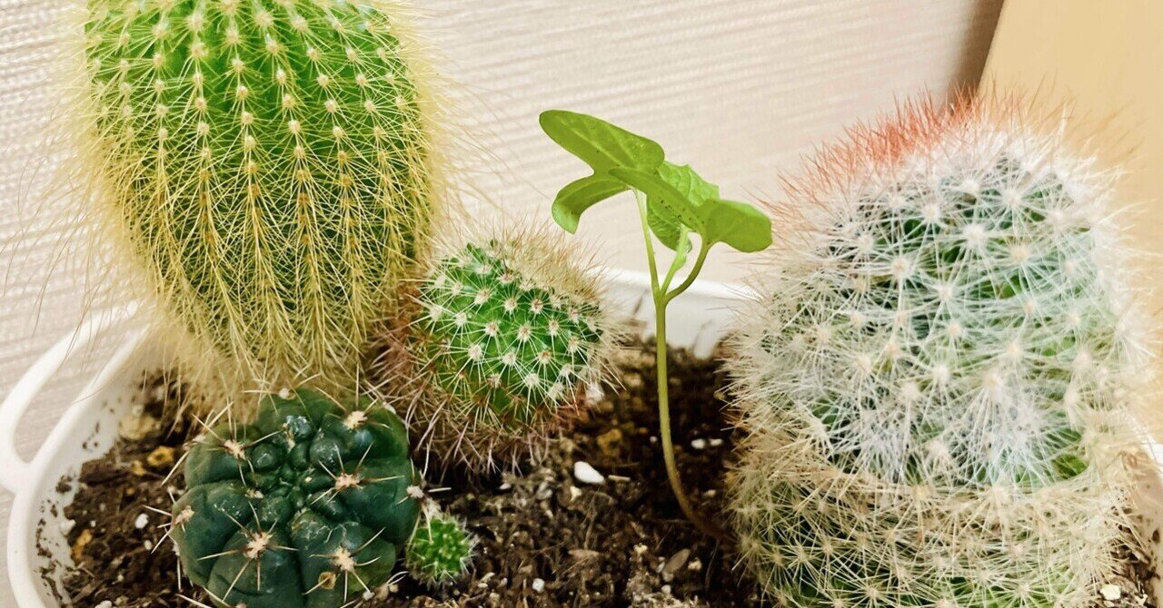 さぼてん村と我が家のサボテン📷🌵｜織さん
