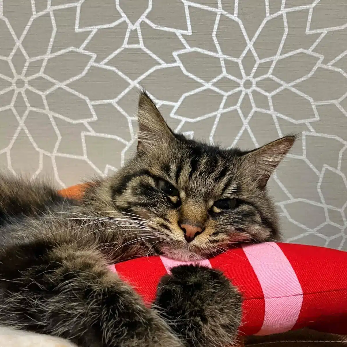 neko
