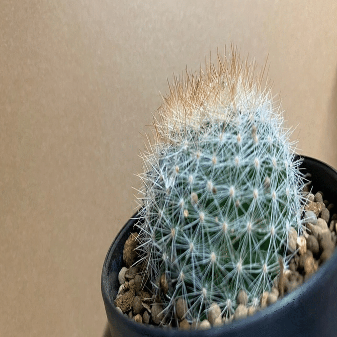 さぼてん村と我が家のサボテン📷🌵｜織さん