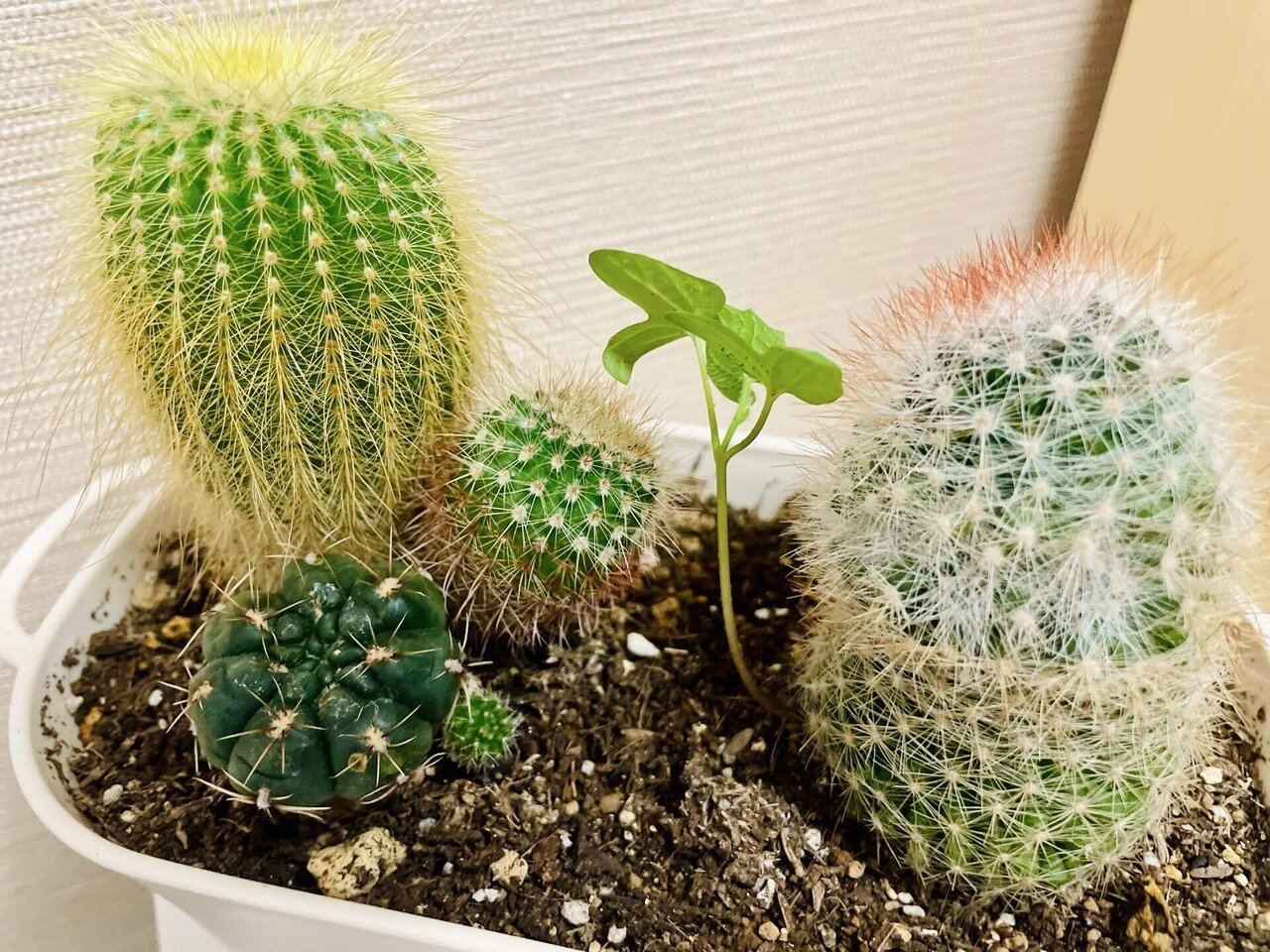 さぼてん村と我が家のサボテン📷🌵｜織さん