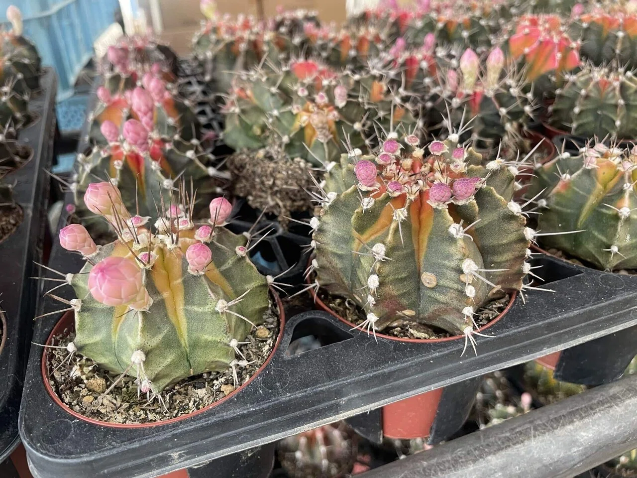 さぼてん村と我が家のサボテン📷🌵｜織さん