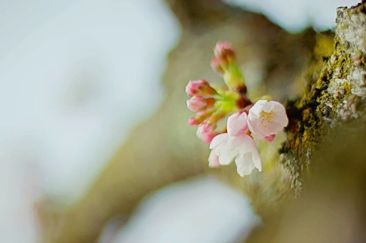 桜のつぼみ Hanakokoro Note