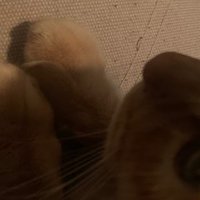 赤ちゃんの毛 ひなてこ 吹けよ春風 Note 赤ちゃんの毛 ひなてこ 吹けよ春風 Note