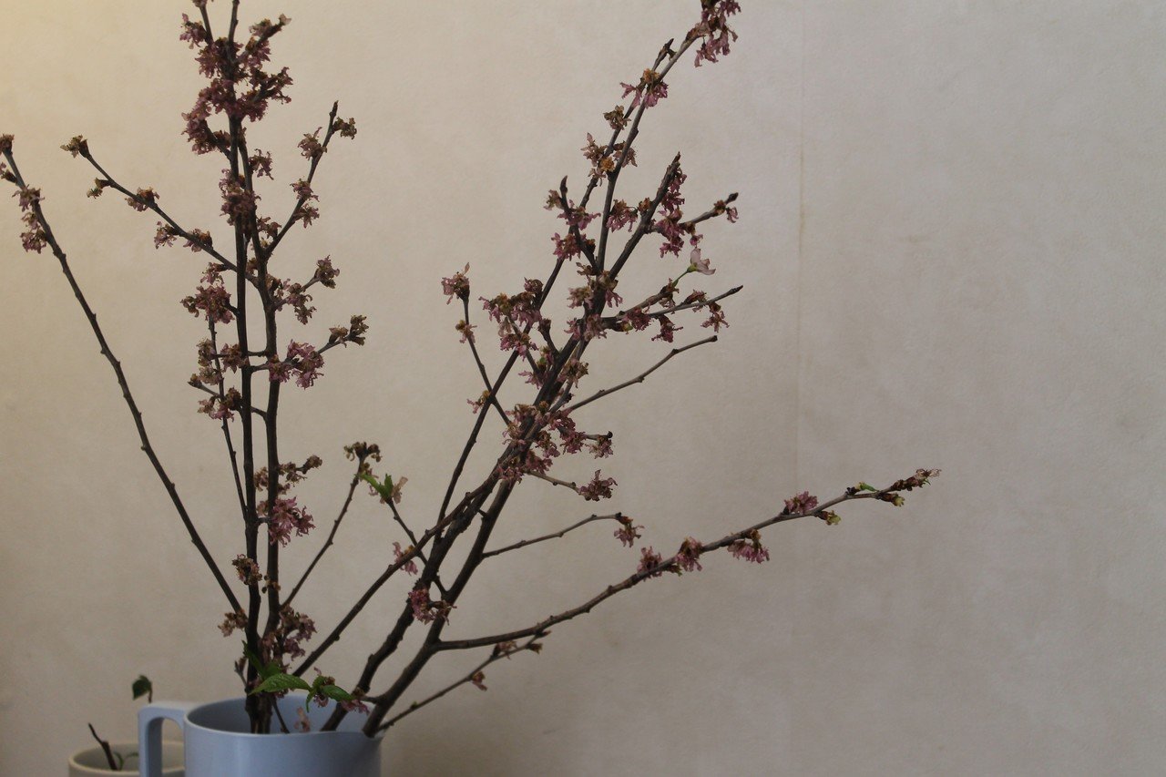 桜の挿し木 Nakada Shugo Note 桜の挿し木 Nakada Shugo Note