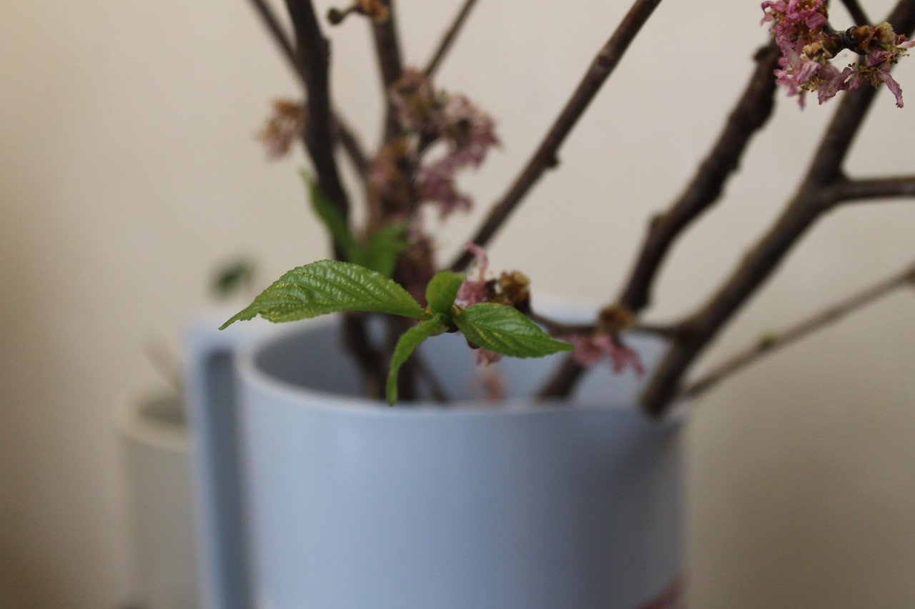 桜の挿し木 Nakada Shugo Note 桜の挿し木 Nakada Shugo Note