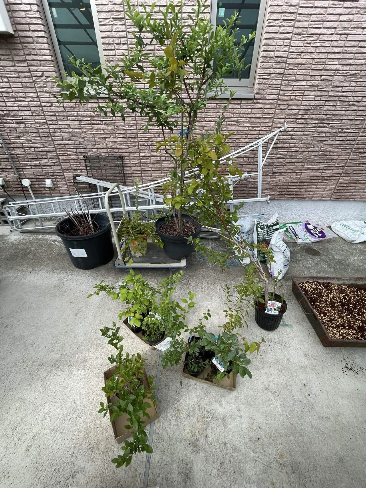 黙々と植え付け植え替え作業｜Hirokazu Nishi