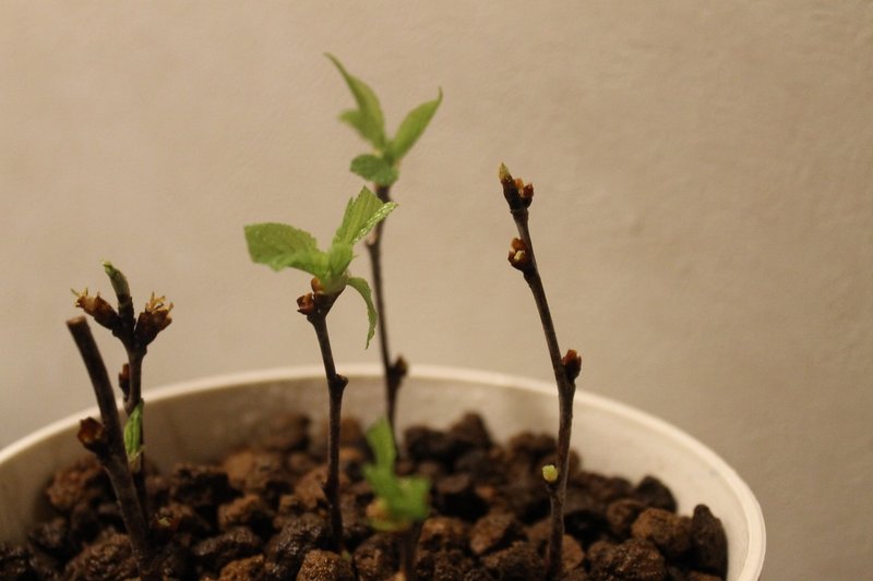 桜の挿し木 Nakada Shugo Note