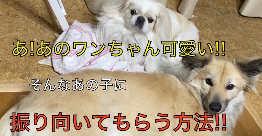 犬が好きな人必見 犬に好かれる方法徹底解説 ドッグライフサポーター 獅子パパ Note