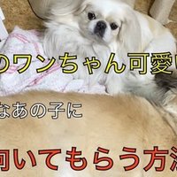 動画解説付き 初心者でもできる 犬の肛門腺絞り徹底解説 ドッグライフサポーター 獅子パパ Note