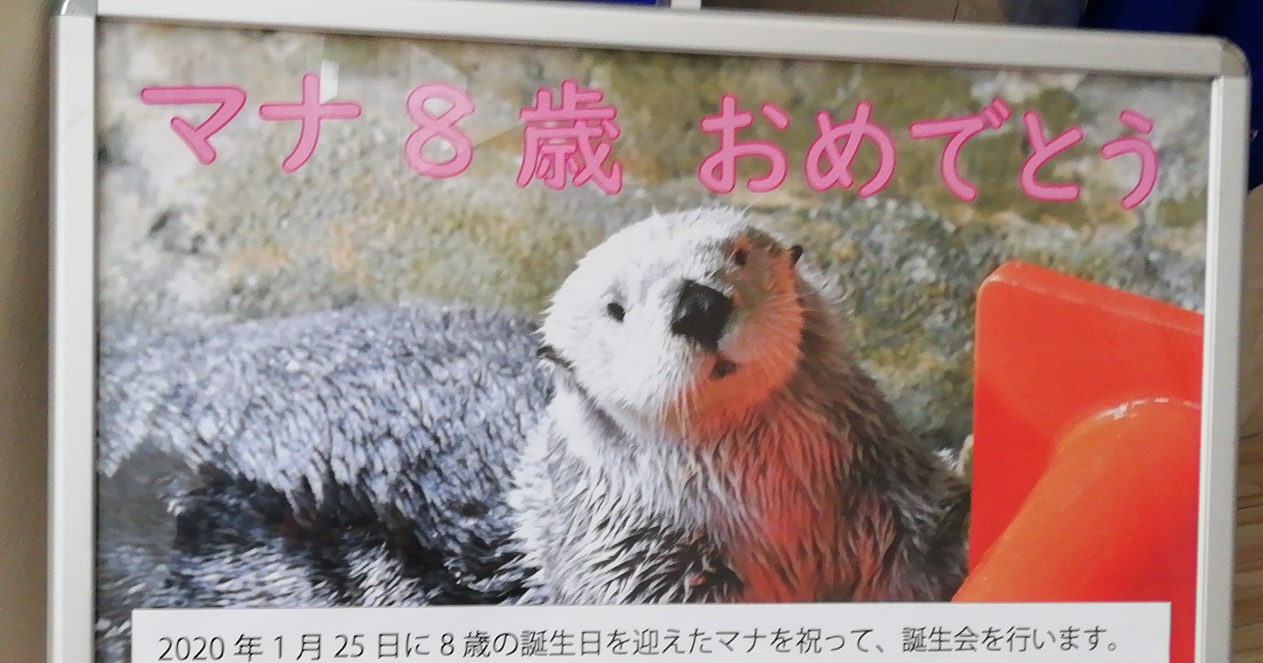 マリンワールド海の中道にいたラッコたち ロフタス Note マリンワールド海の中道にいたラッコたち ロフタス Note