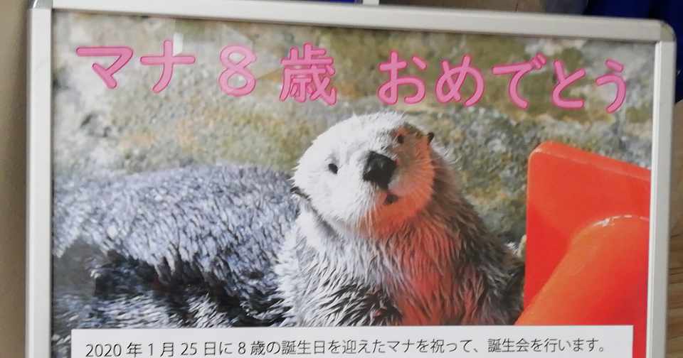 マリンワールド海の中道にいたラッコたち ロフタス Note