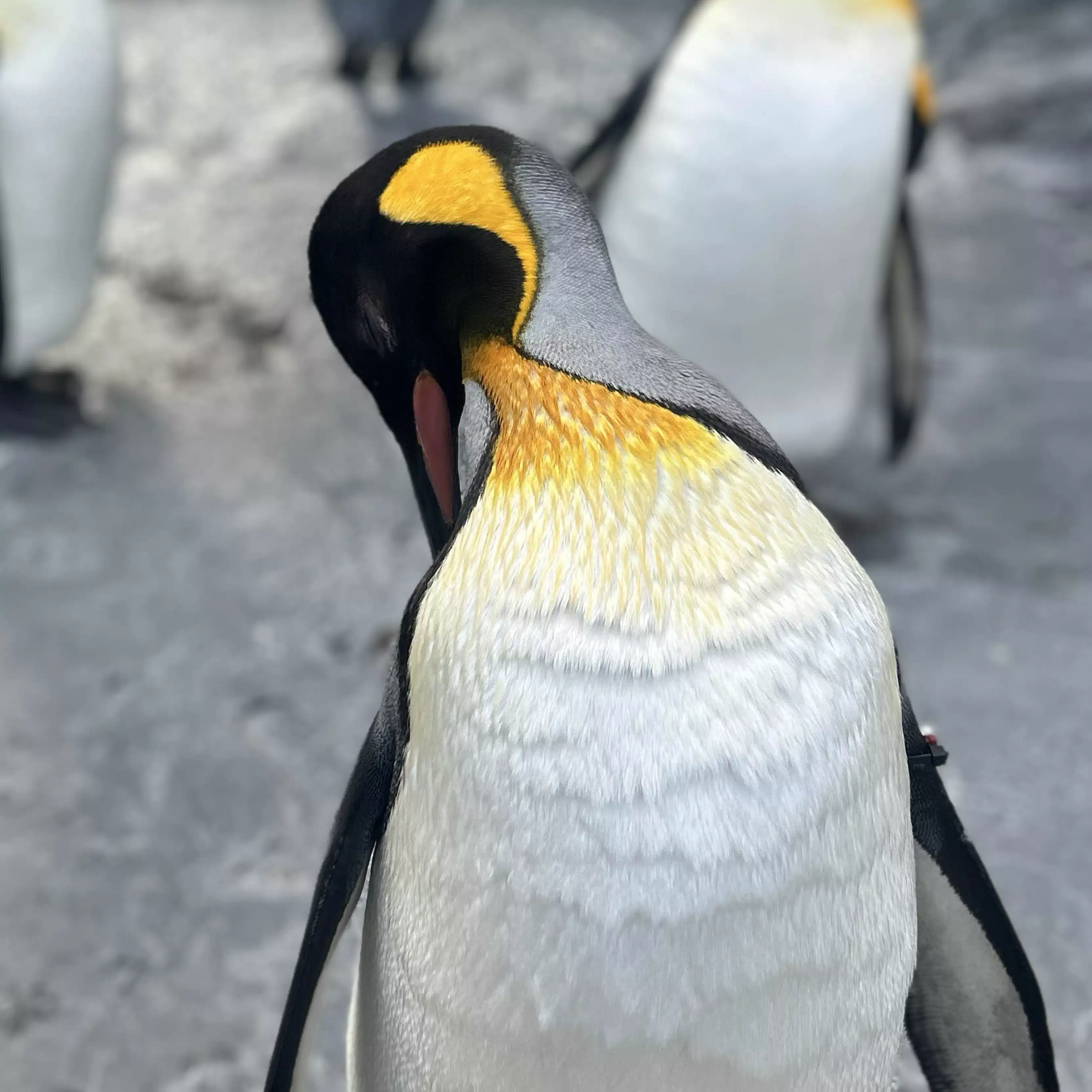 ムニのタラエル