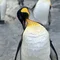 ムニのタラエル