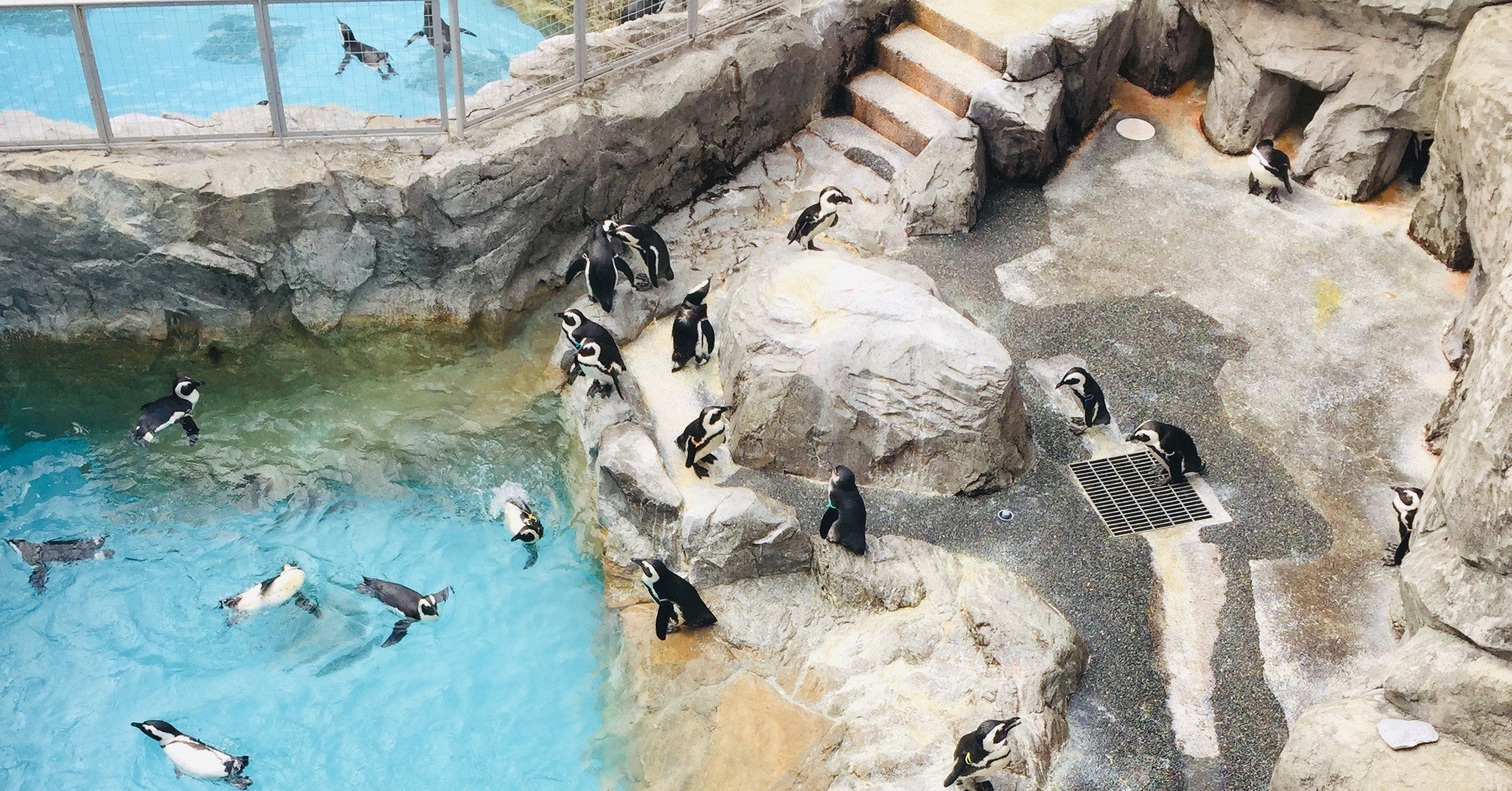 長崎 散歩 タッチ 餌付け ペンギン祭りの水族館 サトイモイモ子 Note