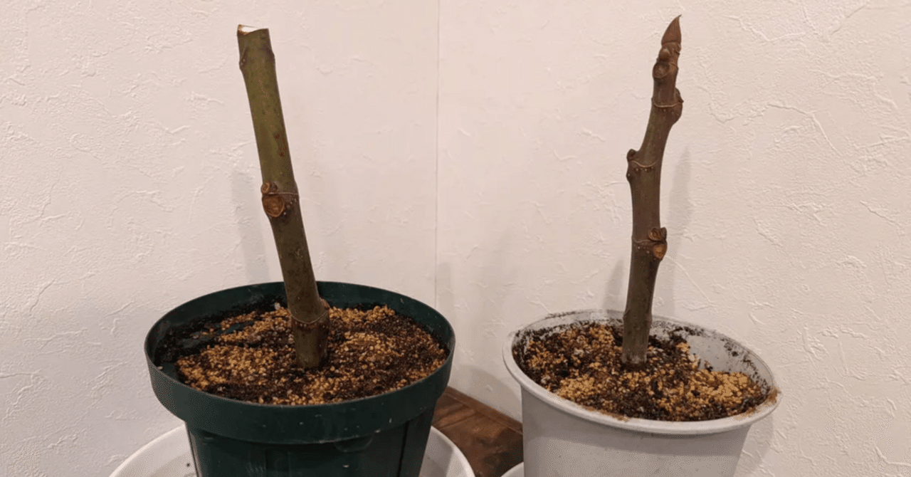 🌿 根活おじさんクワマンが教える！失敗しないイチジクの挿し木完全