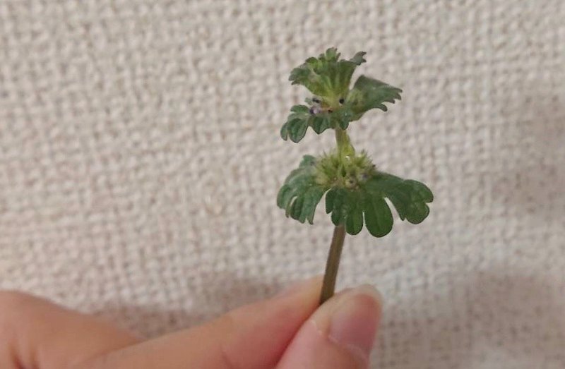 野草 ホトケノザ を観察しました 緑木リョク Note 野草 ホトケノザ を観察しました 緑木リョク Note