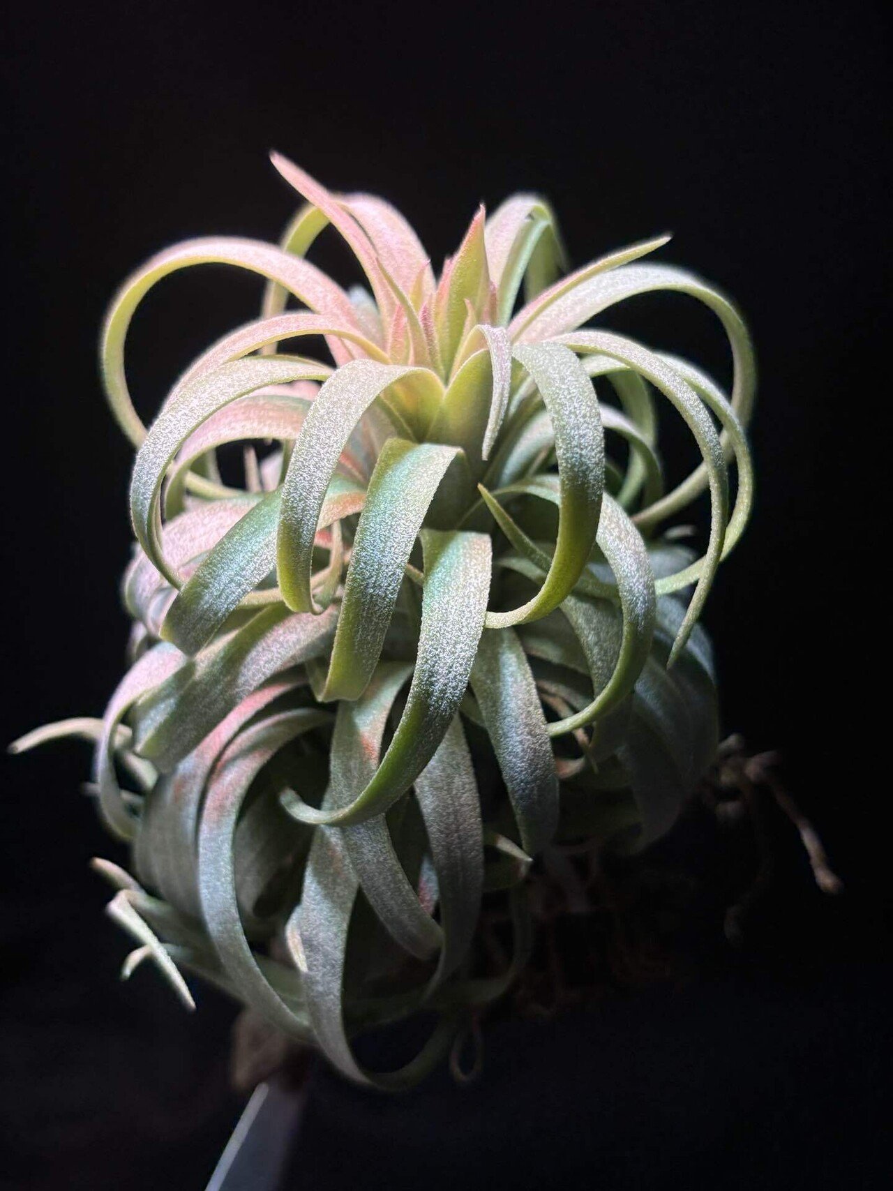 Ionantha Ron × Streptophylla Belize 速達発送 Ionantha Ron × Streptophylla Belize 速達発送 Ionantha Ron