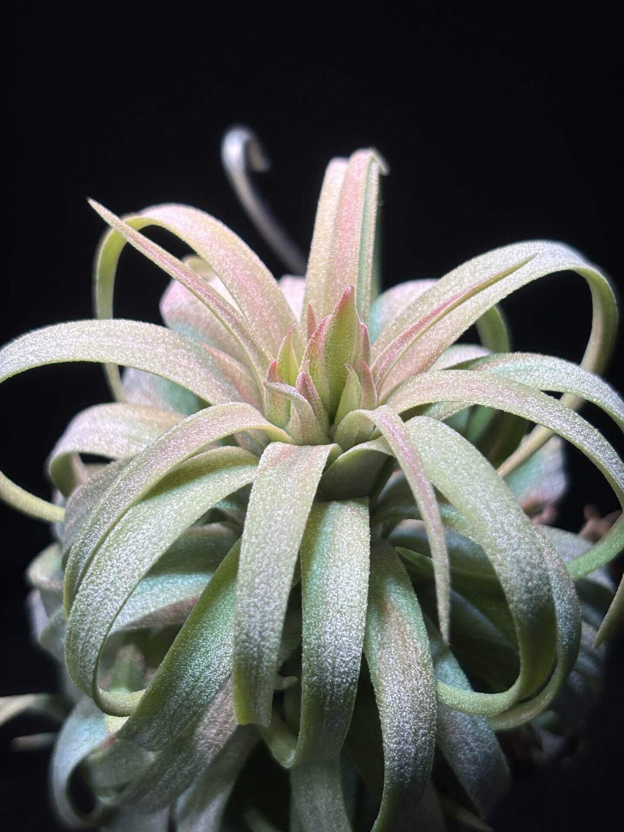 Ionantha Ron × Streptophylla Belize 速達発送 Ionantha Ron × Streptophylla Belize 速達発送