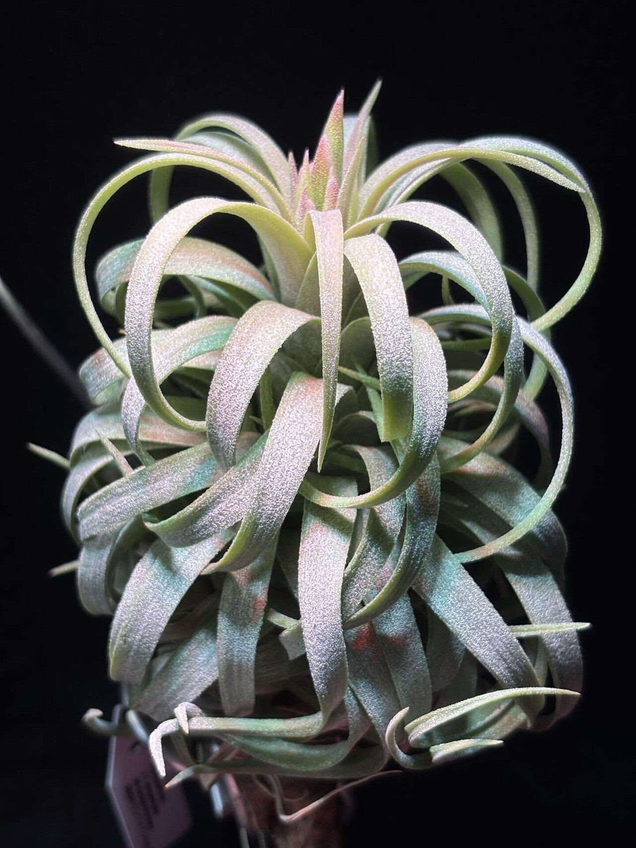 Ionantha Ron × Streptophylla Belize 速達発送 Ionantha Ron × Streptophylla Belize 速達発送 Ionantha Ron