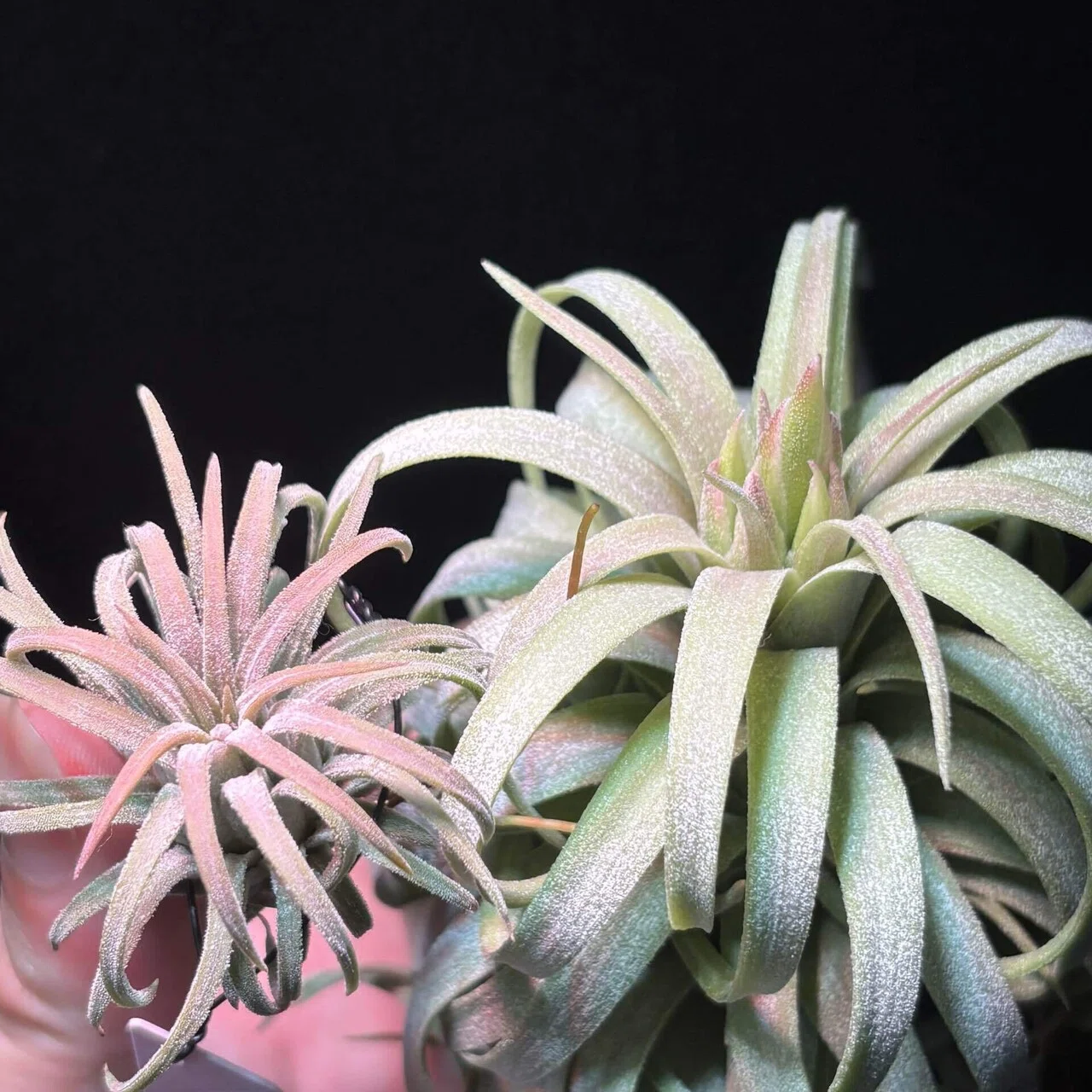 ionantha'Ron' x streptophylla｜sioncolorwheel