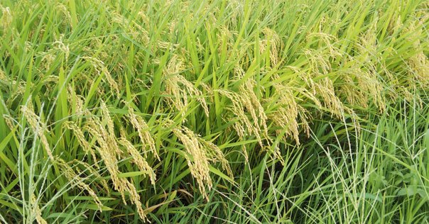 ウェンデル・ベリーの環境思想 : 農的生活のすすめ ウェンデル・ベリ-の環境思想: 農的生活のすすめ | ウェンデル