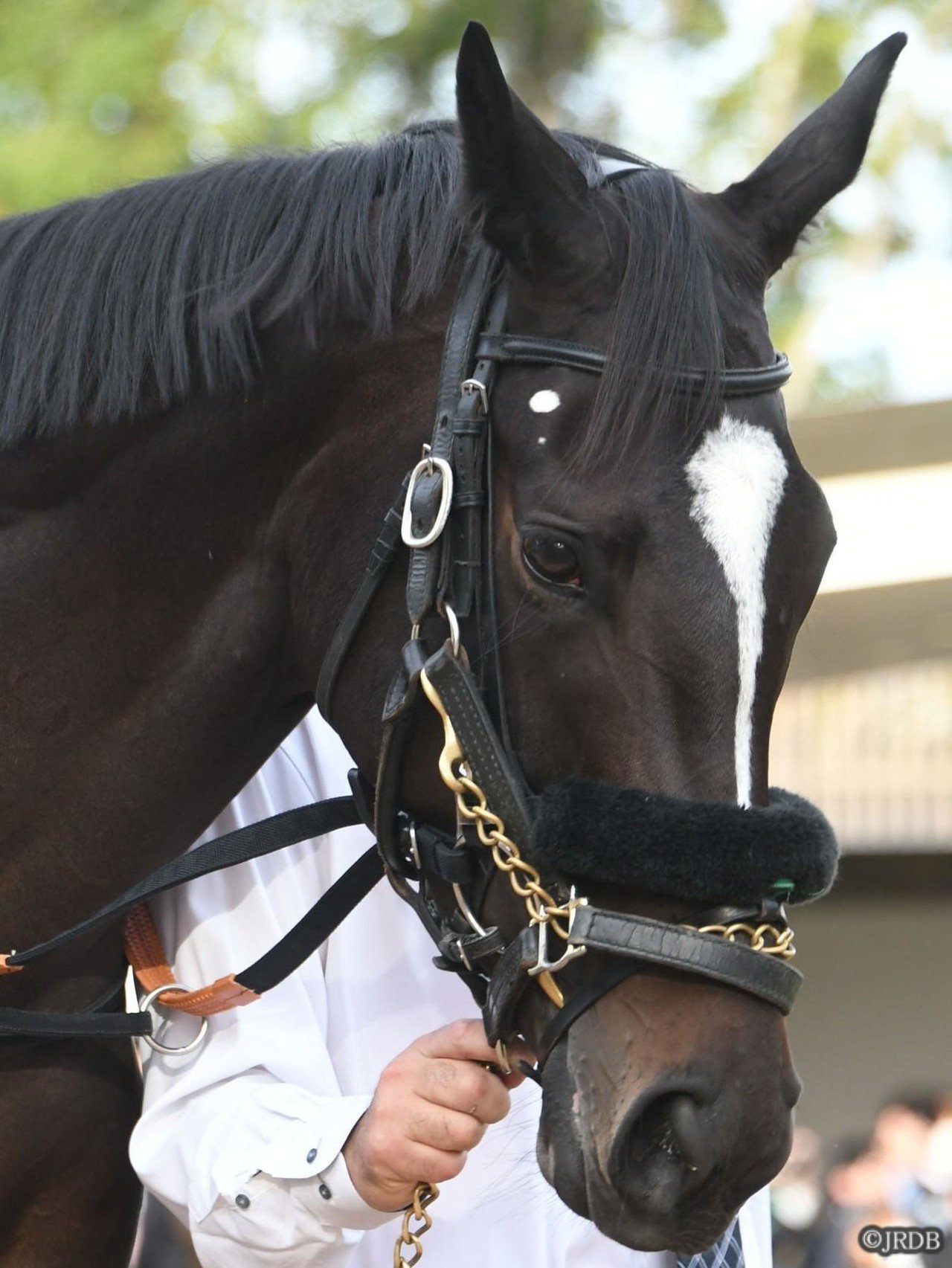 JRDB馬具図鑑~シャドーロール~|JRDB 競馬アラカルト JRDB馬具図鑑~シャドーロール~|JRDB 競馬アラカルト