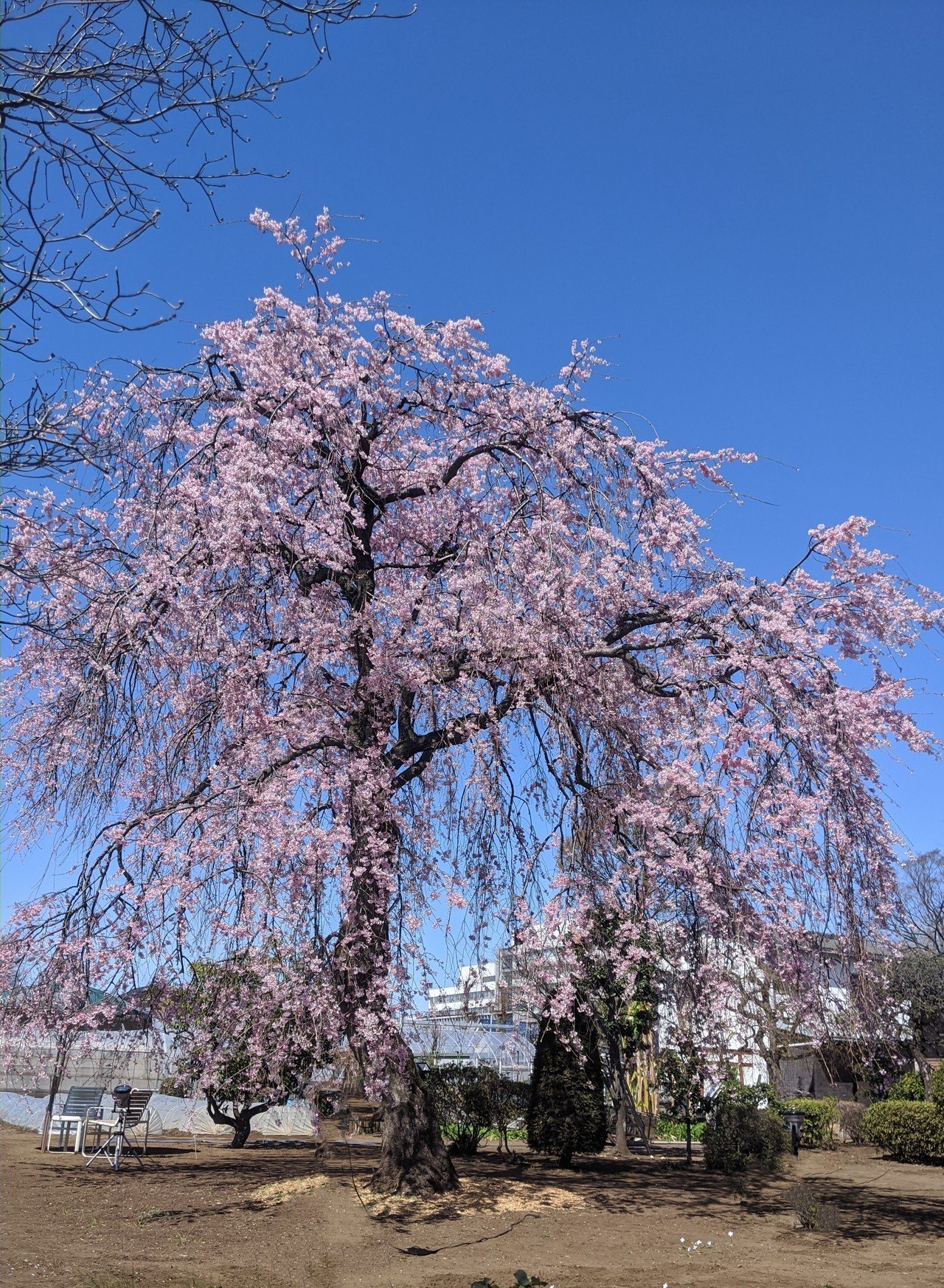 個人宅の桜 綺麗 デカッ S ゚d゚ 柘榴 Note 個人宅の桜 綺麗 デカッ S ゚d゚ 柘榴 Note