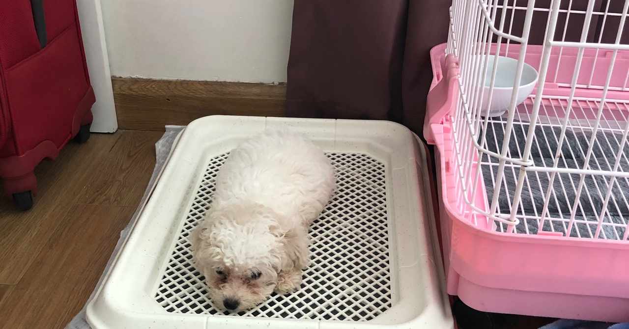 犬のトイレトレーニング の新着タグ記事一覧 Note つくる つながる とどける