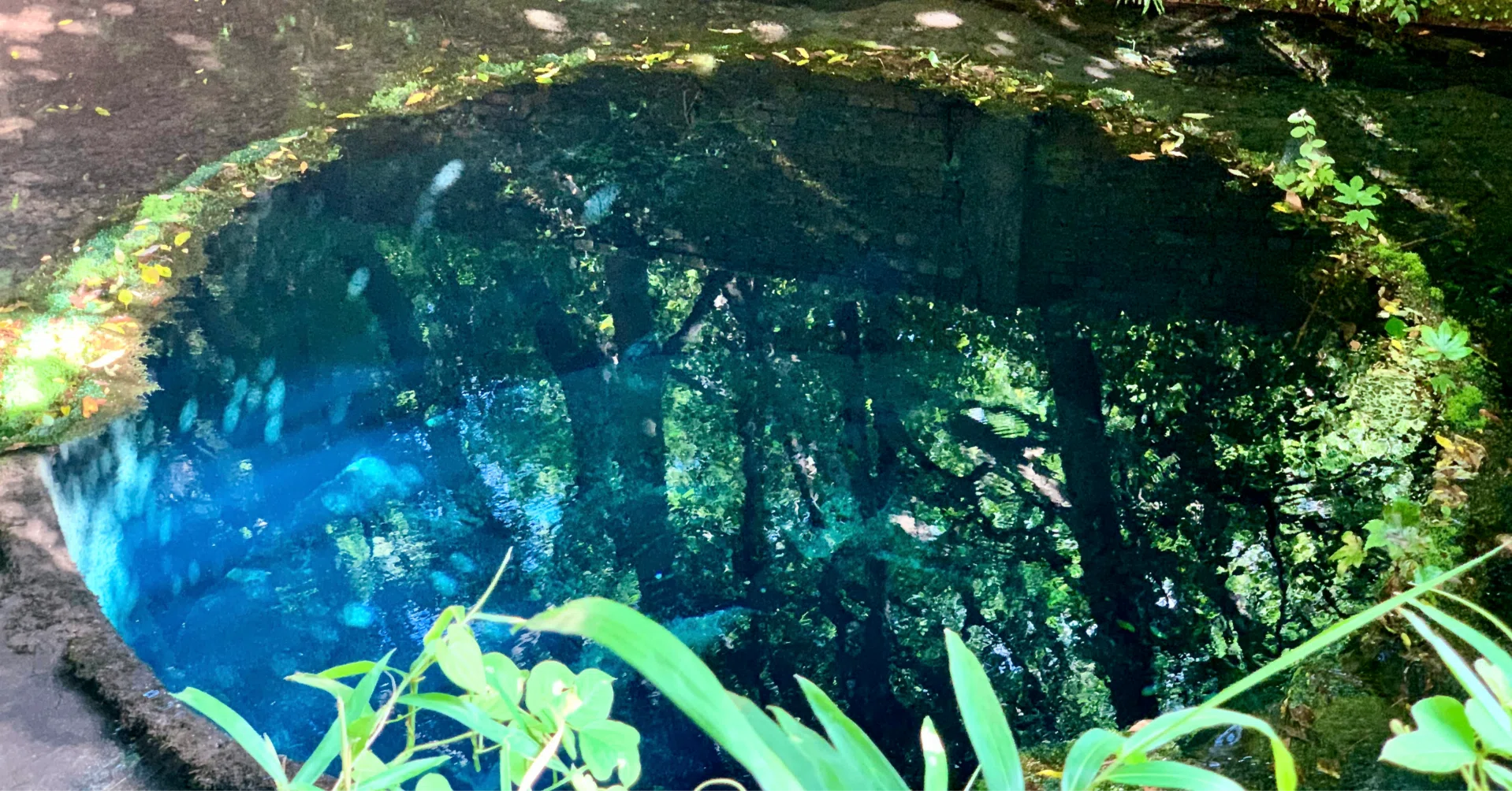 おでかけ：柿田川公園ー日本最短の一級河川で日本三大清流のひとつ