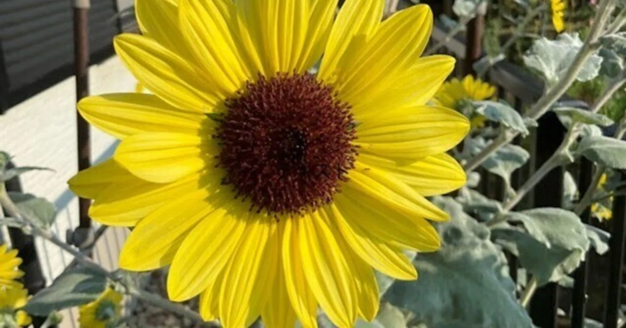 Sunflowers and the Mechanism of Their Seeds-20250917｜yukichan