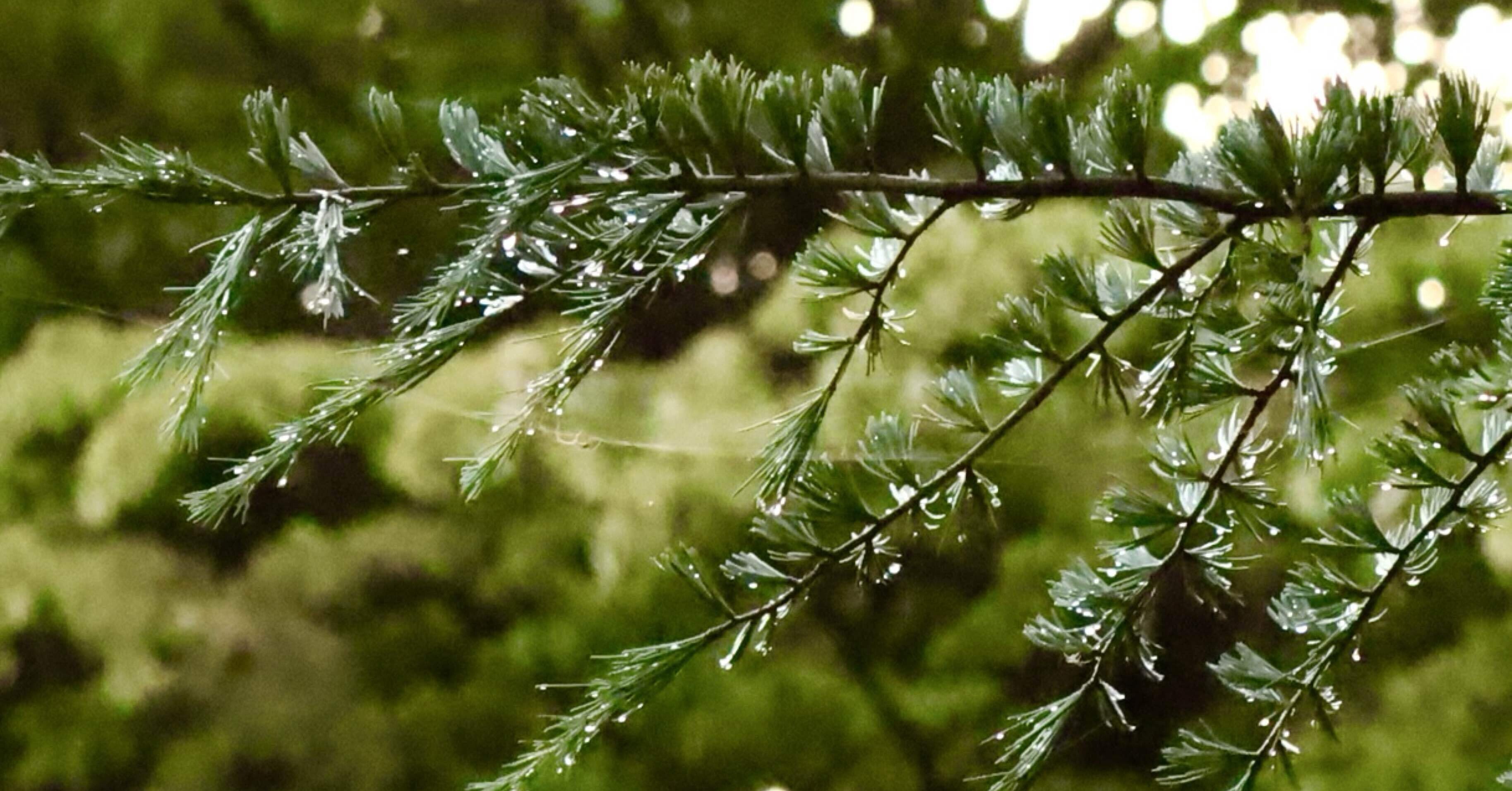 ヒマラヤ杉に魅せられて｜そら🌎