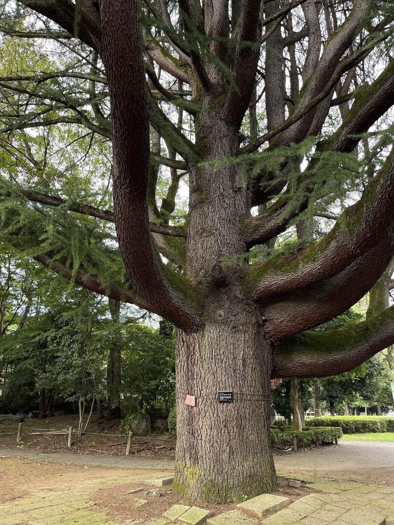 ヒマラヤ杉に魅せられて｜そら🌎