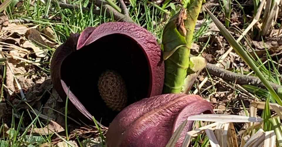 ザゼンソウってどんな植物 テツ キノコ暮らしproject代表 Note