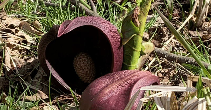 ザゼンソウってどんな植物 テツ Note