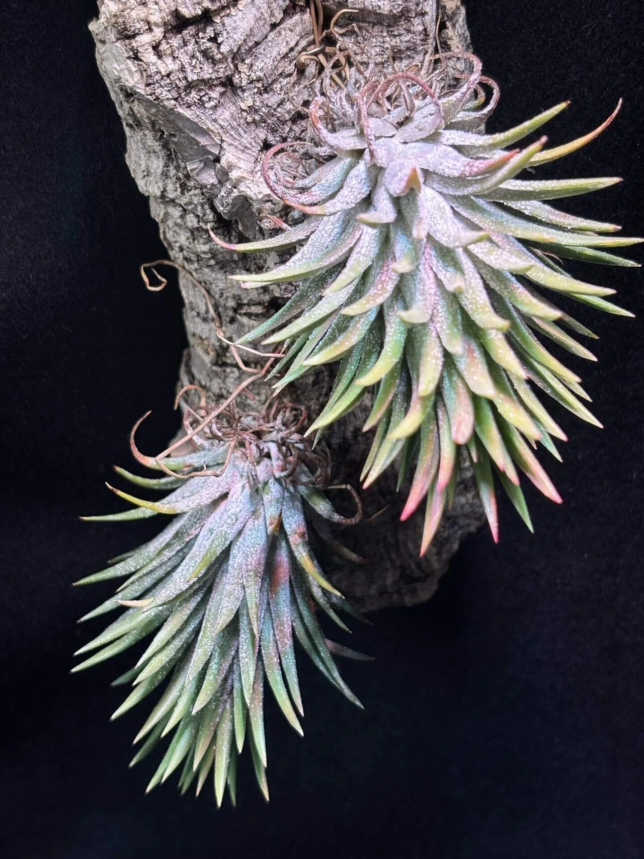ionantha Mexico No.9477 ex.Stanley｜sioncolorwheel