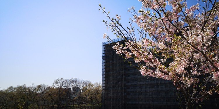 黒い網をかけられてる工事中のマンションのお昼の様子。桜が咲きました。