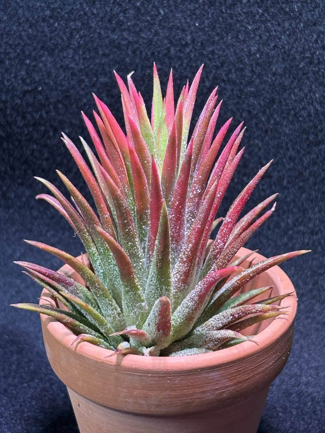 ionantha Mexico No.9477 ex.Stanley｜sioncolorwheel
