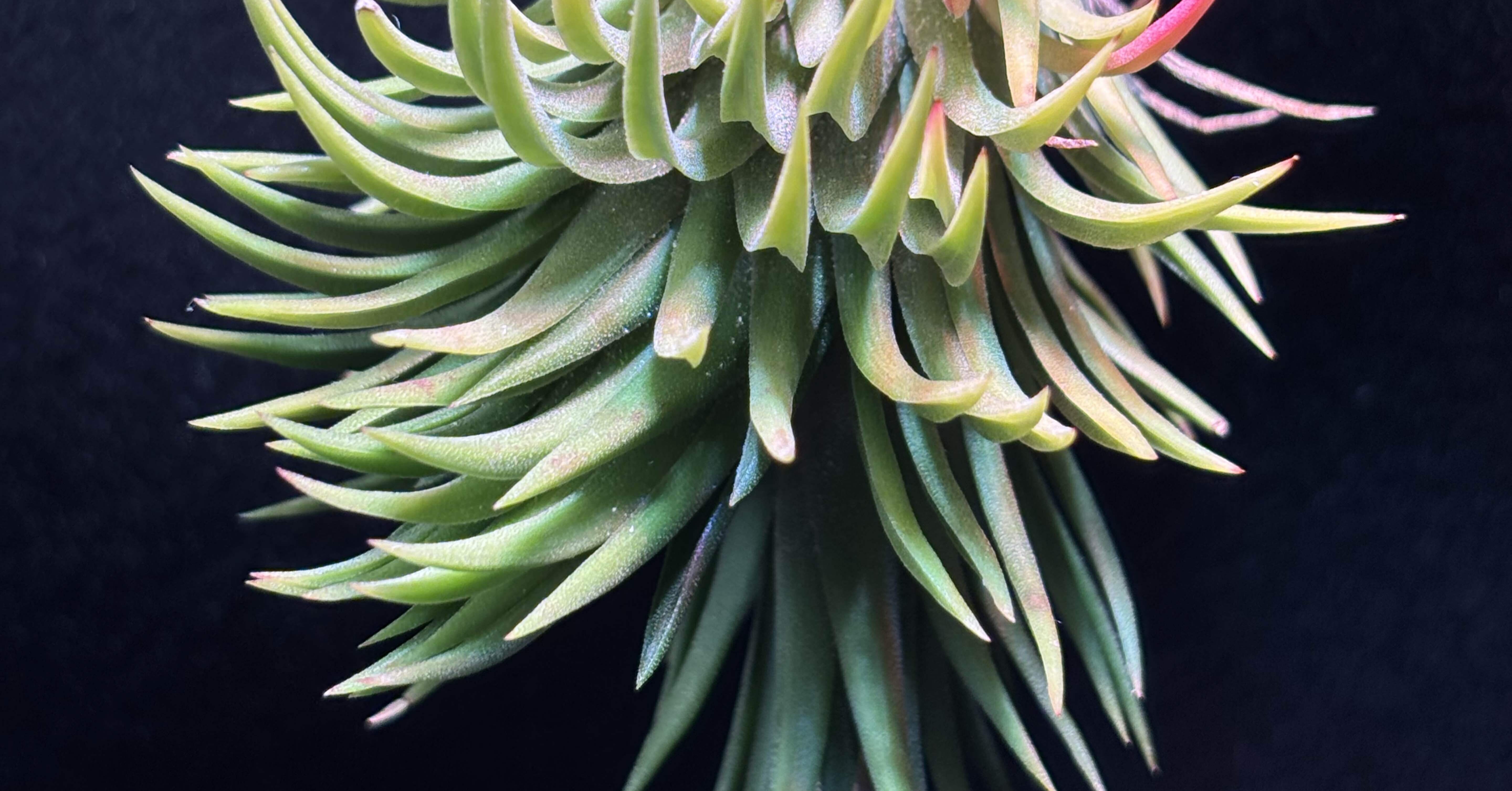ionantha'Monkey Tail' from 東南アジア｜sioncolorwheel
