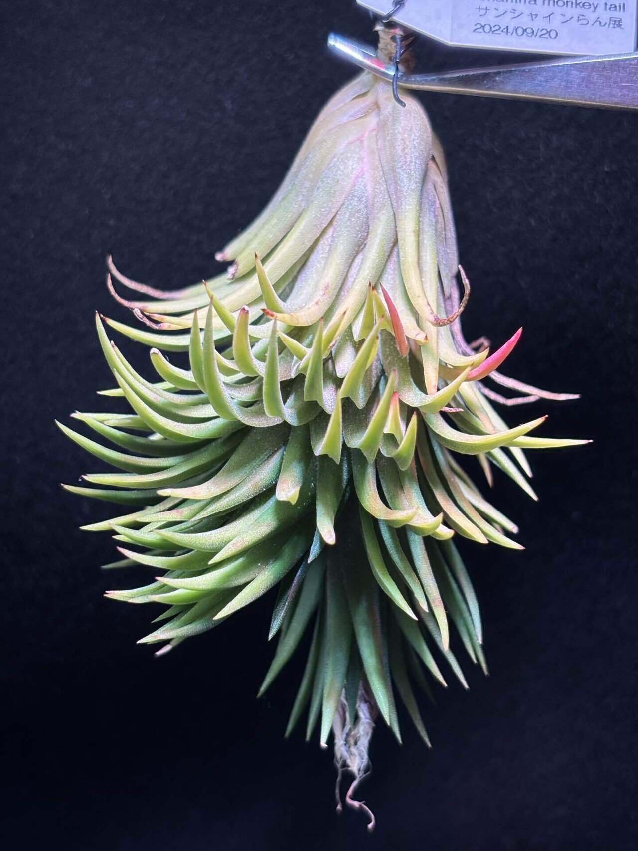 フラワー・ガーデニング Tillandsia ionantha monkey tail RFI Randomly came across this pic on my computer - totally