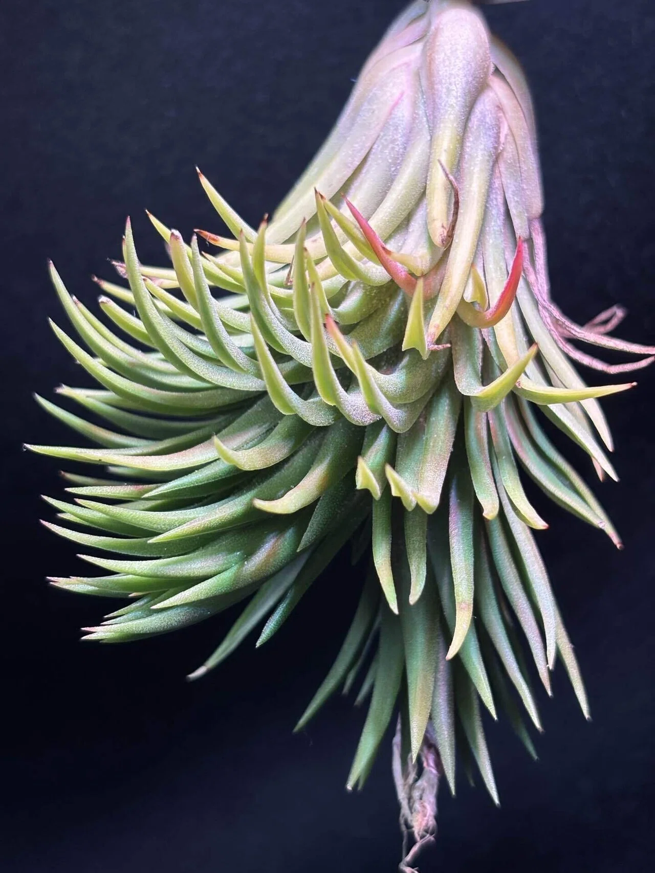 ionantha 'Monkey Tail' from Southeast Asia｜sioncolorwheel