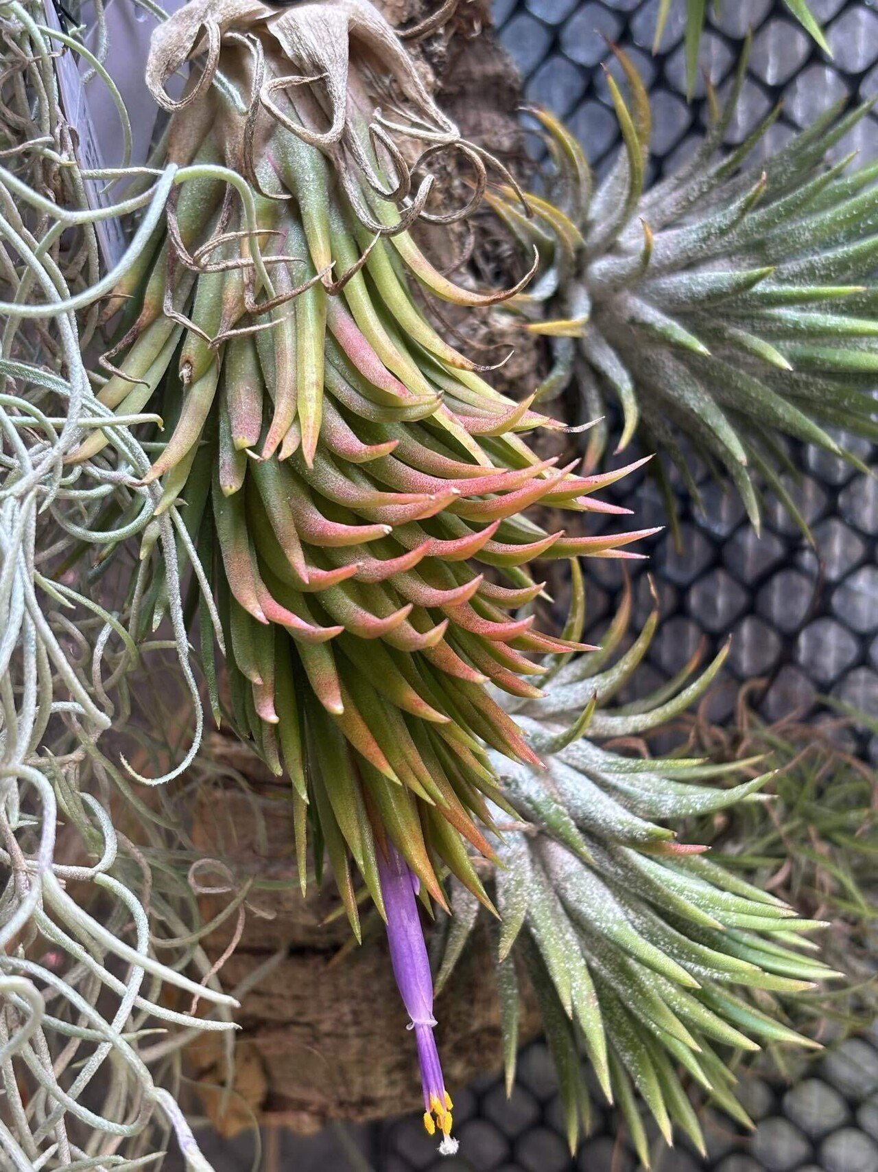 ionantha'Monkey Tail' from 東南アジア｜sioncolorwheel